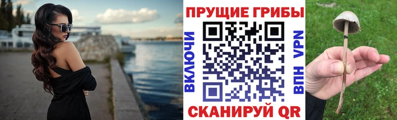 Псилоцибиновые грибы Psilocybe Карачев